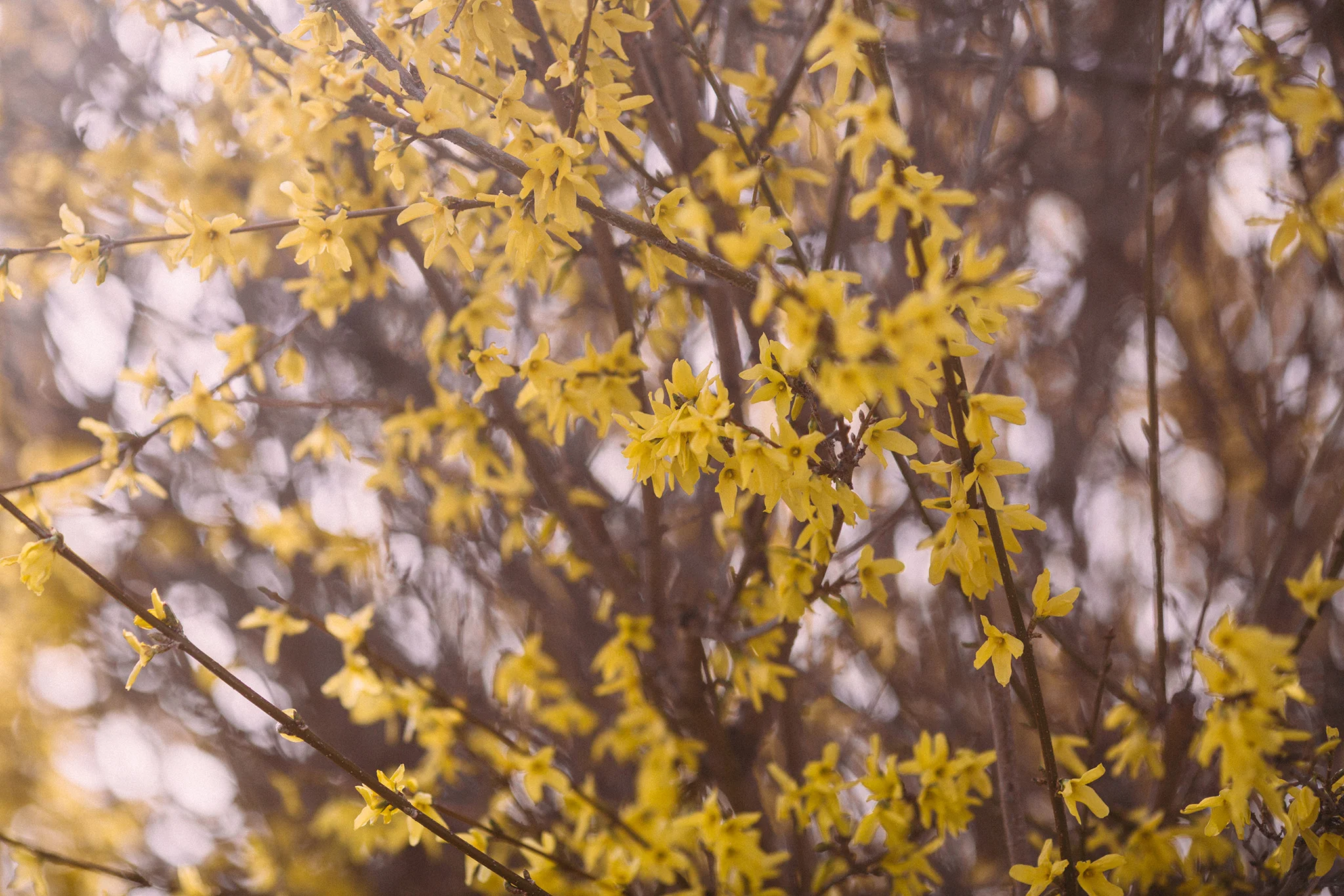 April 11: A colleague told me to pay attention to the way spring rolls out slowly and colorfully, that there'd be blooms on top of blooms. In the days and weeks that followed these initial yellow offerings I realized one could not not notice. Every day is newly stunning. It's incredible.