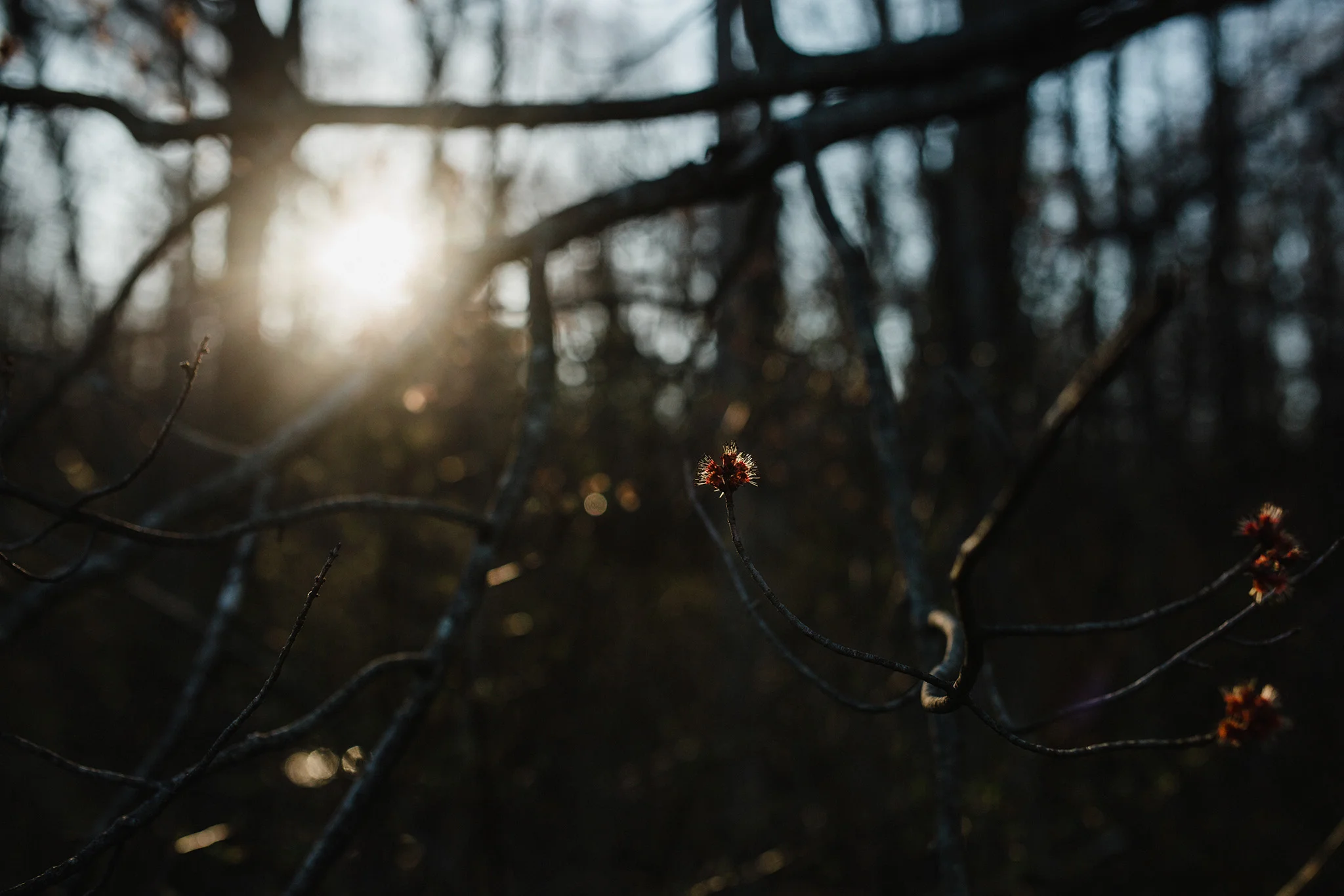 April 12: A walk at the reservoir at dusk, the light through the trees- when I wanted to live in New England, a part of that desire came from wanting this backdrop in my everyday life.