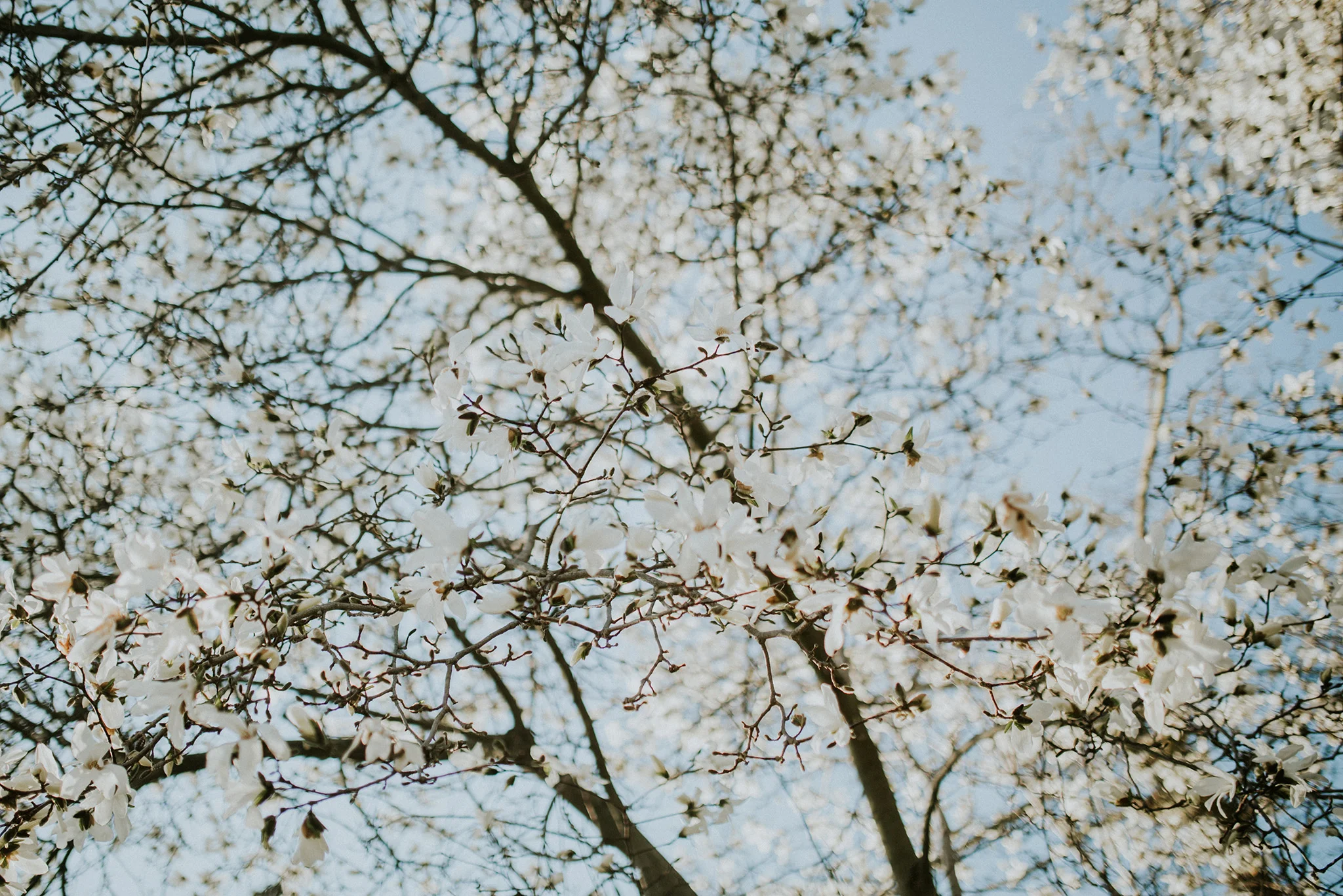 April 14: See what I mean about springtime in Connecticut?