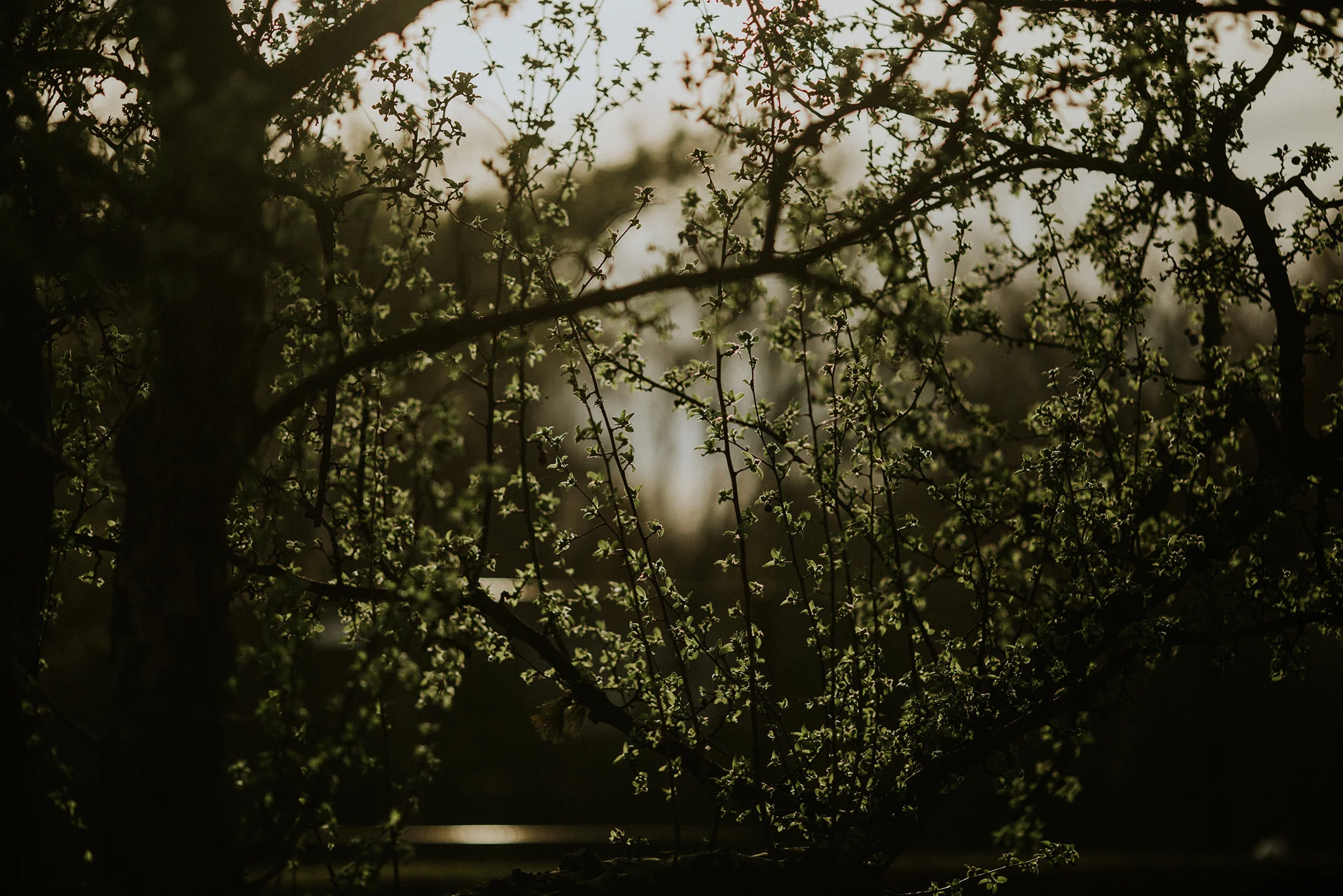 April 17: Magic light, as seen while walking the dog.