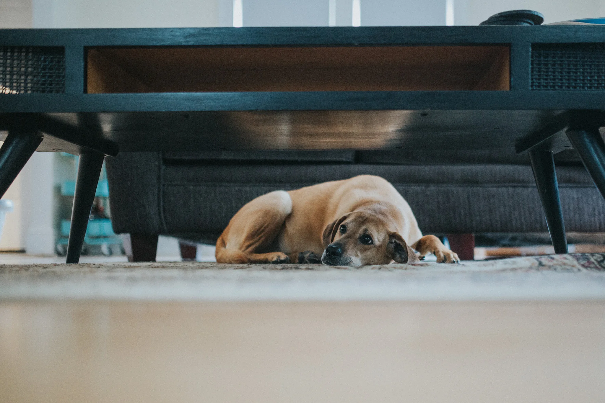 April 21: Under the table and dreaming...