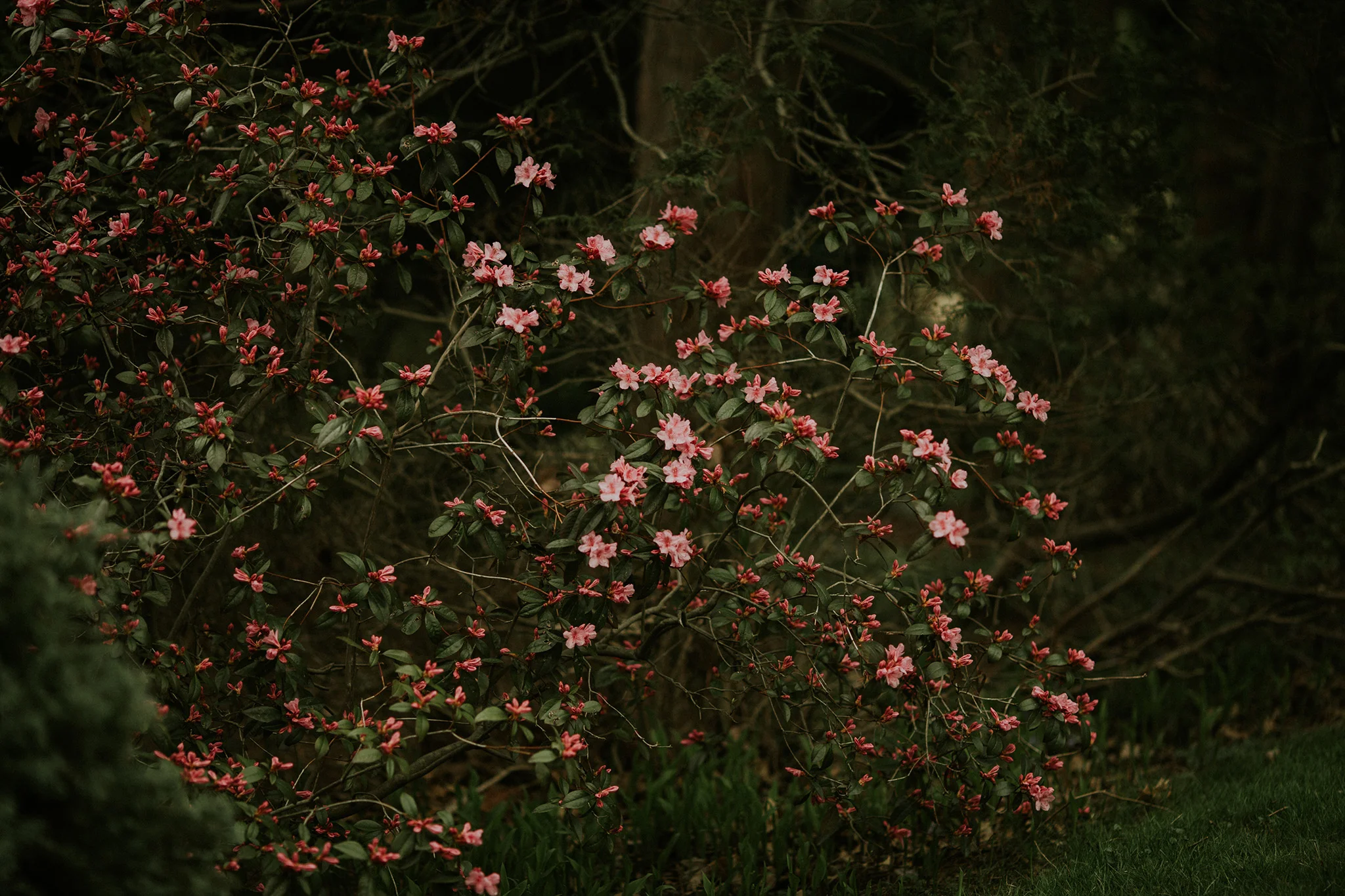 April 24: I documented almost every dog walk in April, and next year, I may do a separate spring project to illustrate just how incredible the daily transformations of the neighborhood looked. I think Emerson was onto something with his earth laughiā¦