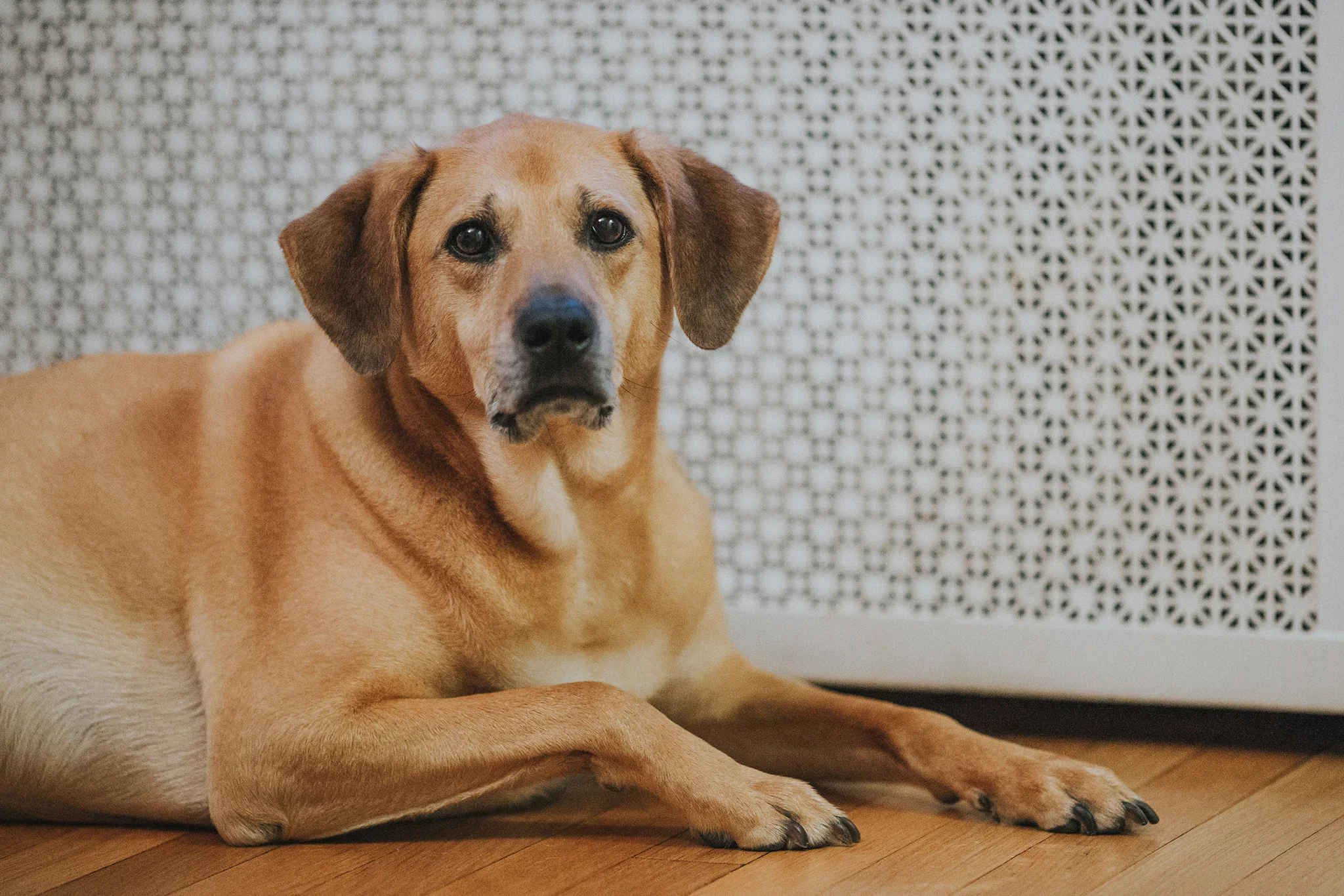 April 25: Showcasing the radiator cover.