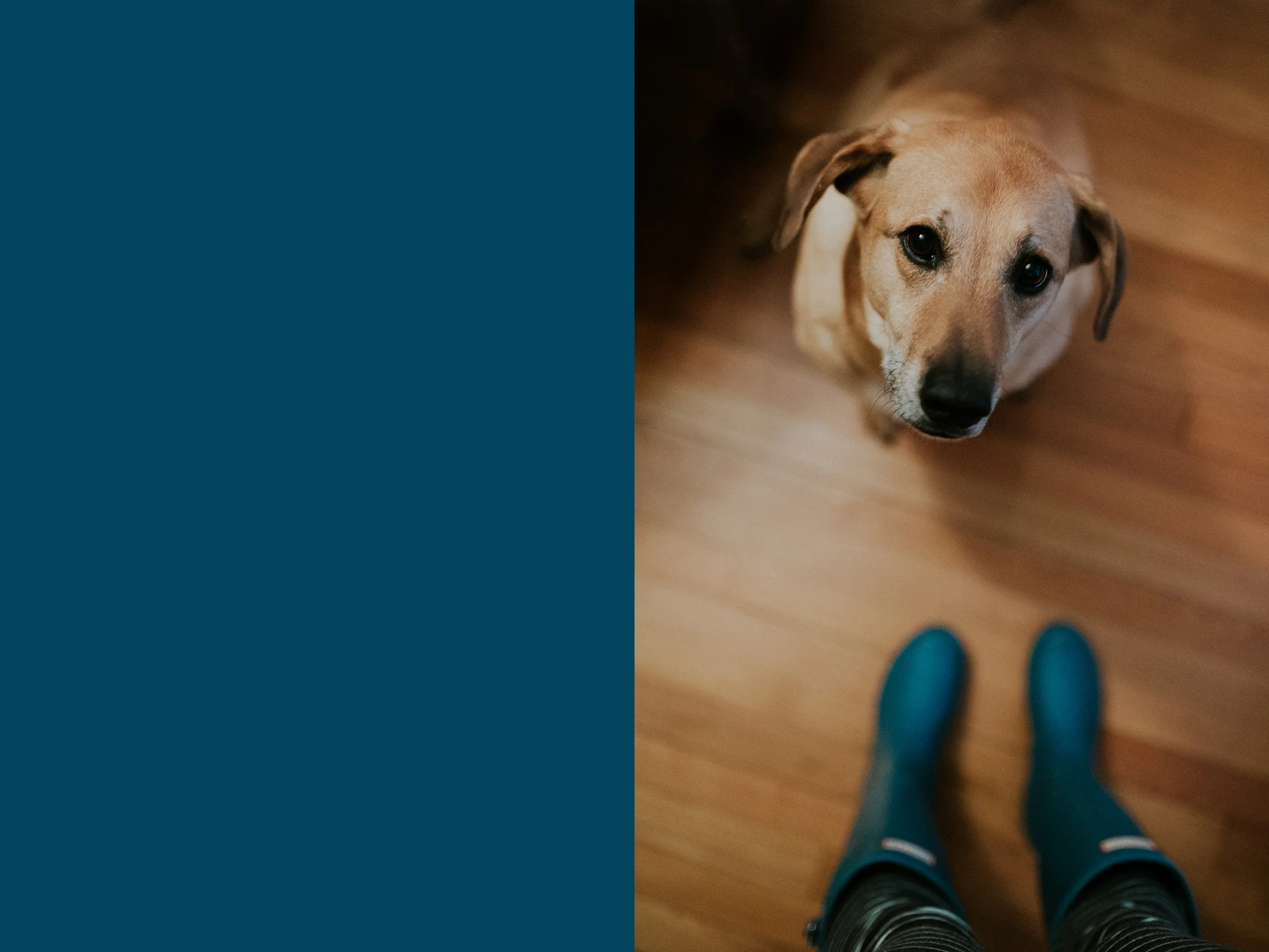 May 5: Darby does not prefer the rainy day walks. And it rained a lot in May. Figuratively and literally.