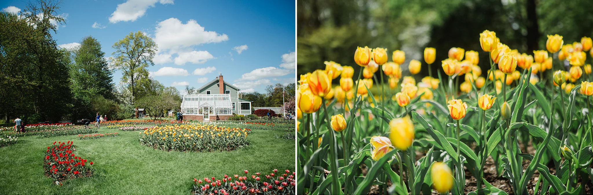 May 6: Let's talk about Connecticut tulips.