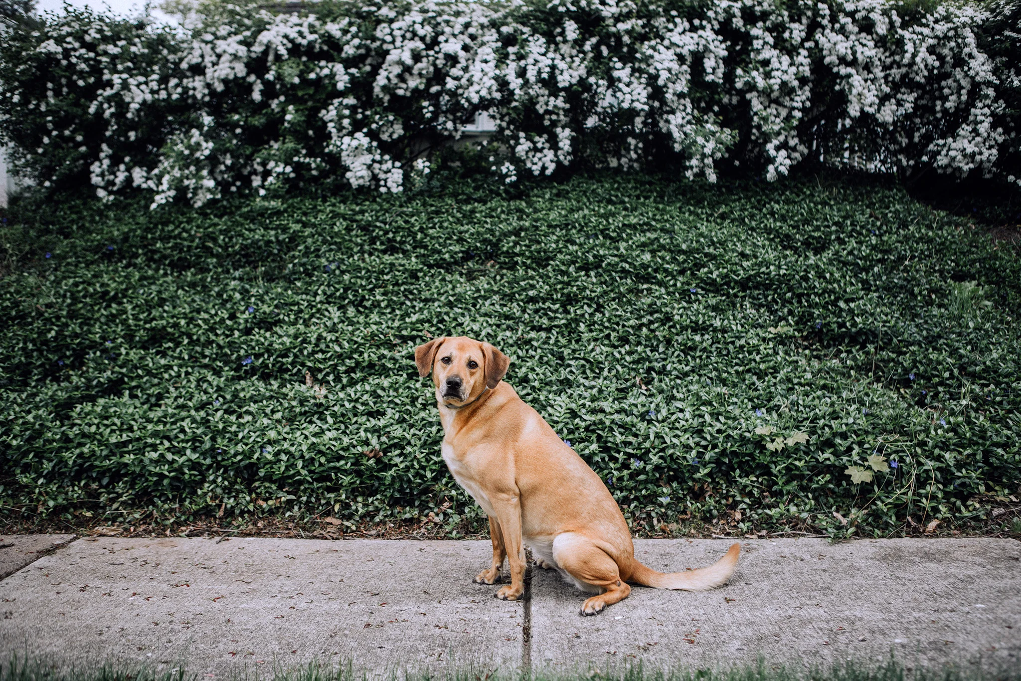 May 13: The neighborhood got all kinds of fancy as more and more blooms and greens showed up.