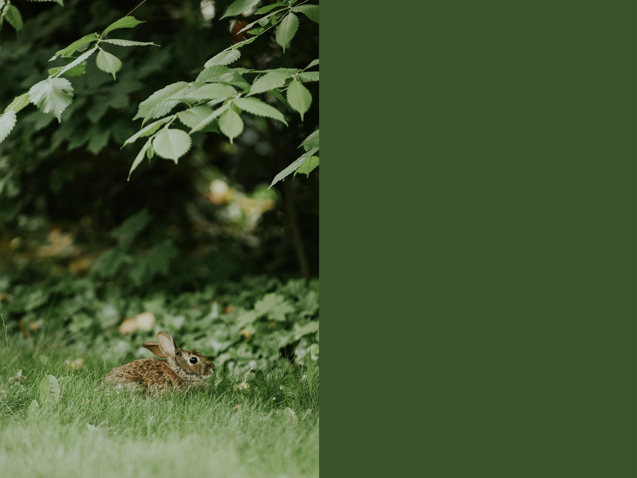 May 30: We have a backyard bunny or two who lives underneath our deck.