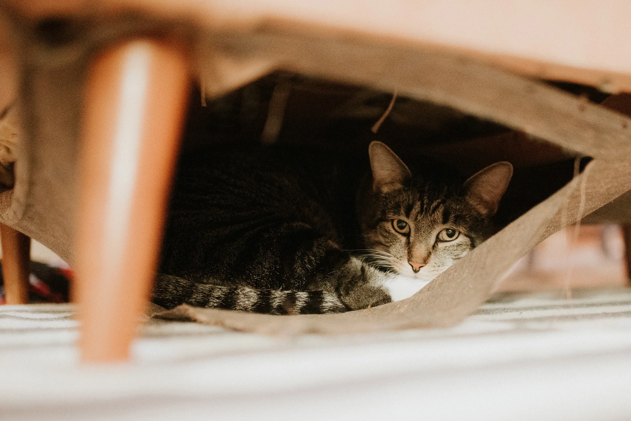 August 2: Did our cats destroy the underlining of our couch and create a hammock out of it? Yes, yes they did.