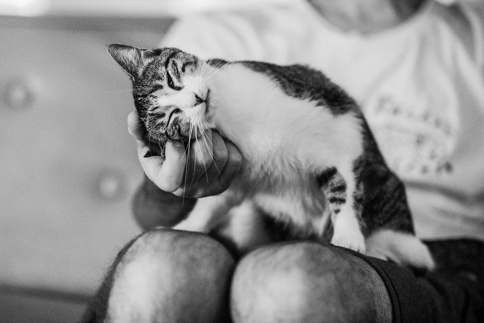 August 5: Cat life.
