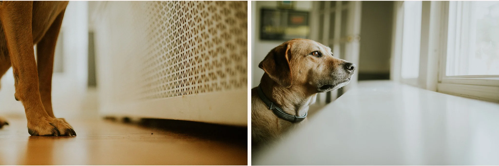 August 17: Her perch. I love the light in our house in the summer.