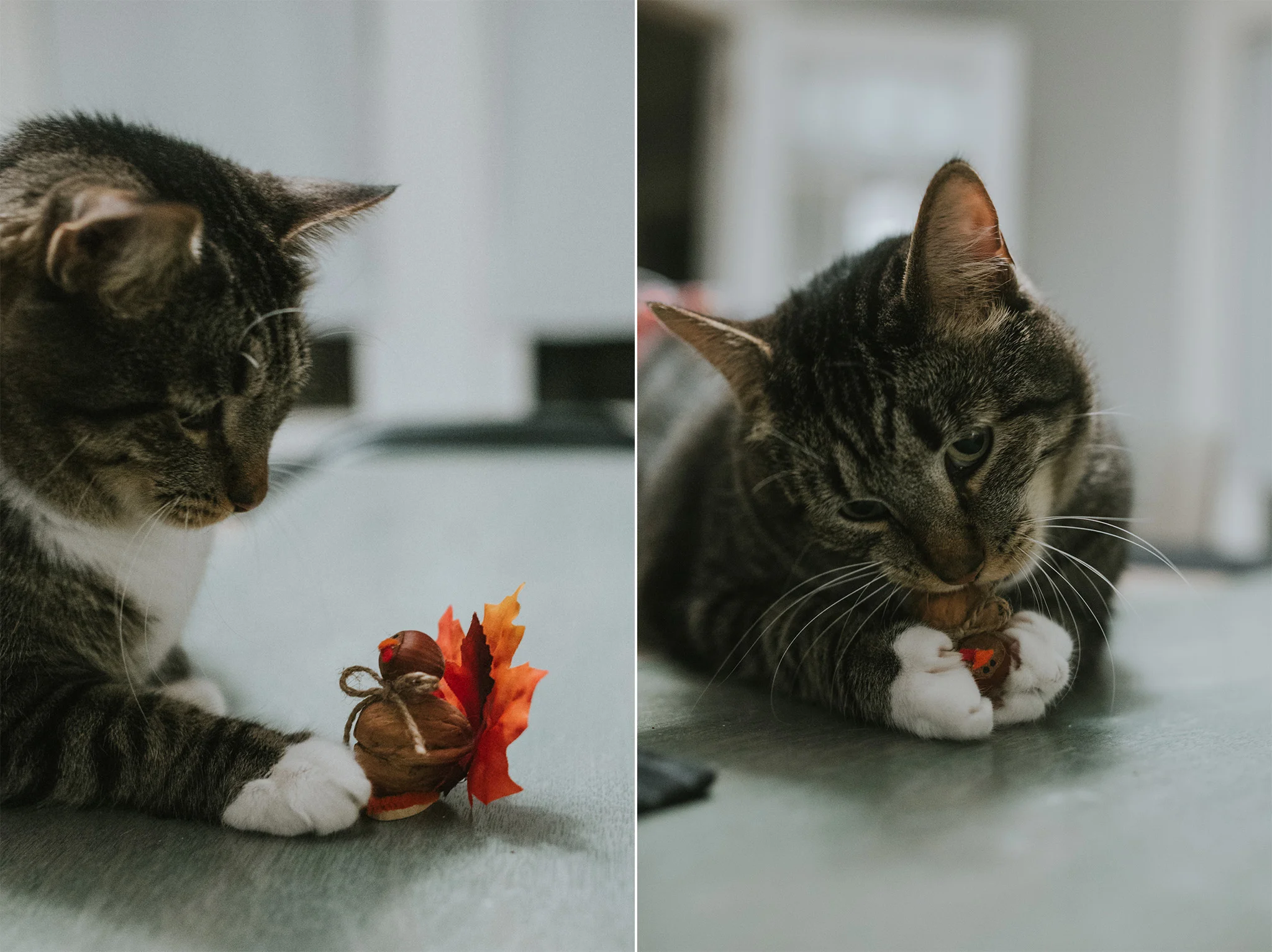 November 14: Someone was not as big of a fan of Thanksgiving as the rest of us.