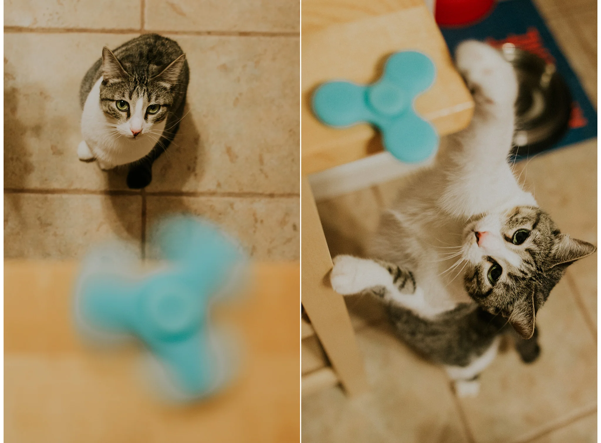 November 21: Millie loves fidget spinners. She's trendy like that.