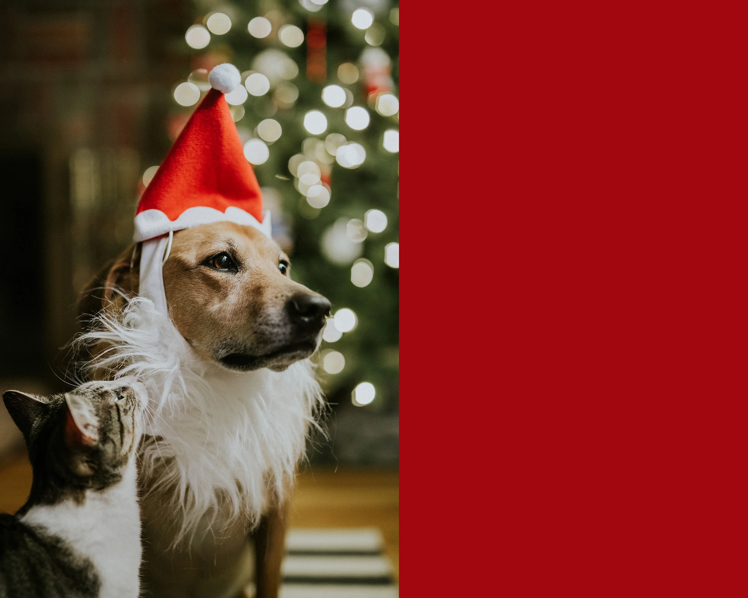 November 29: Santa Paws and the naughtiest little cat.