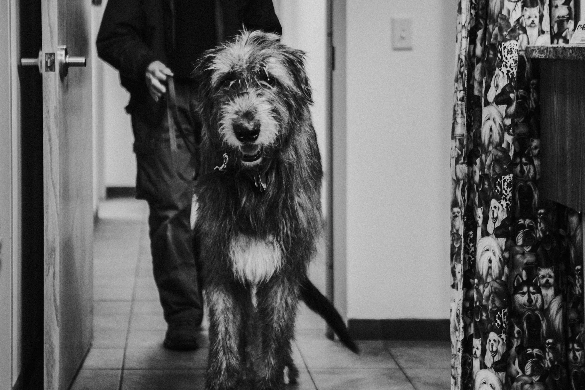November 30: I got to shoot a contract for the Jackson Laboratory, and Patrick was the gentlest giant.