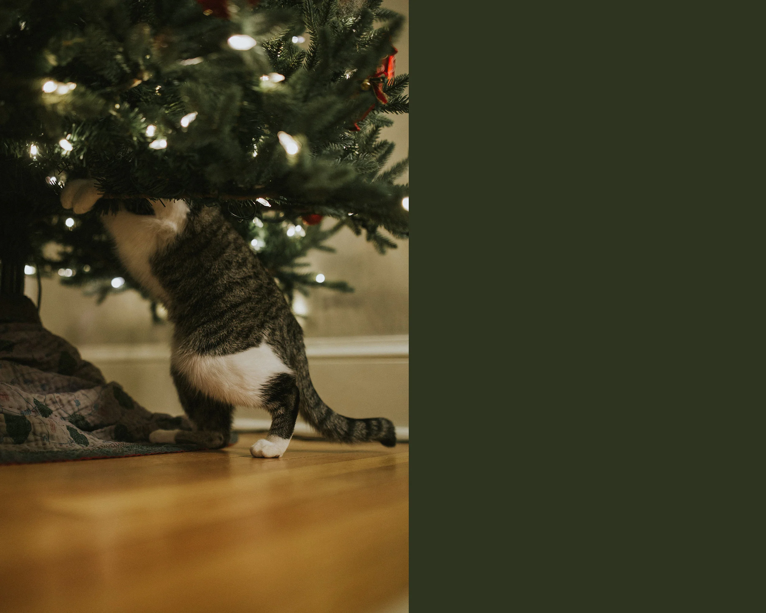 December 11: See what I mean about Millie?