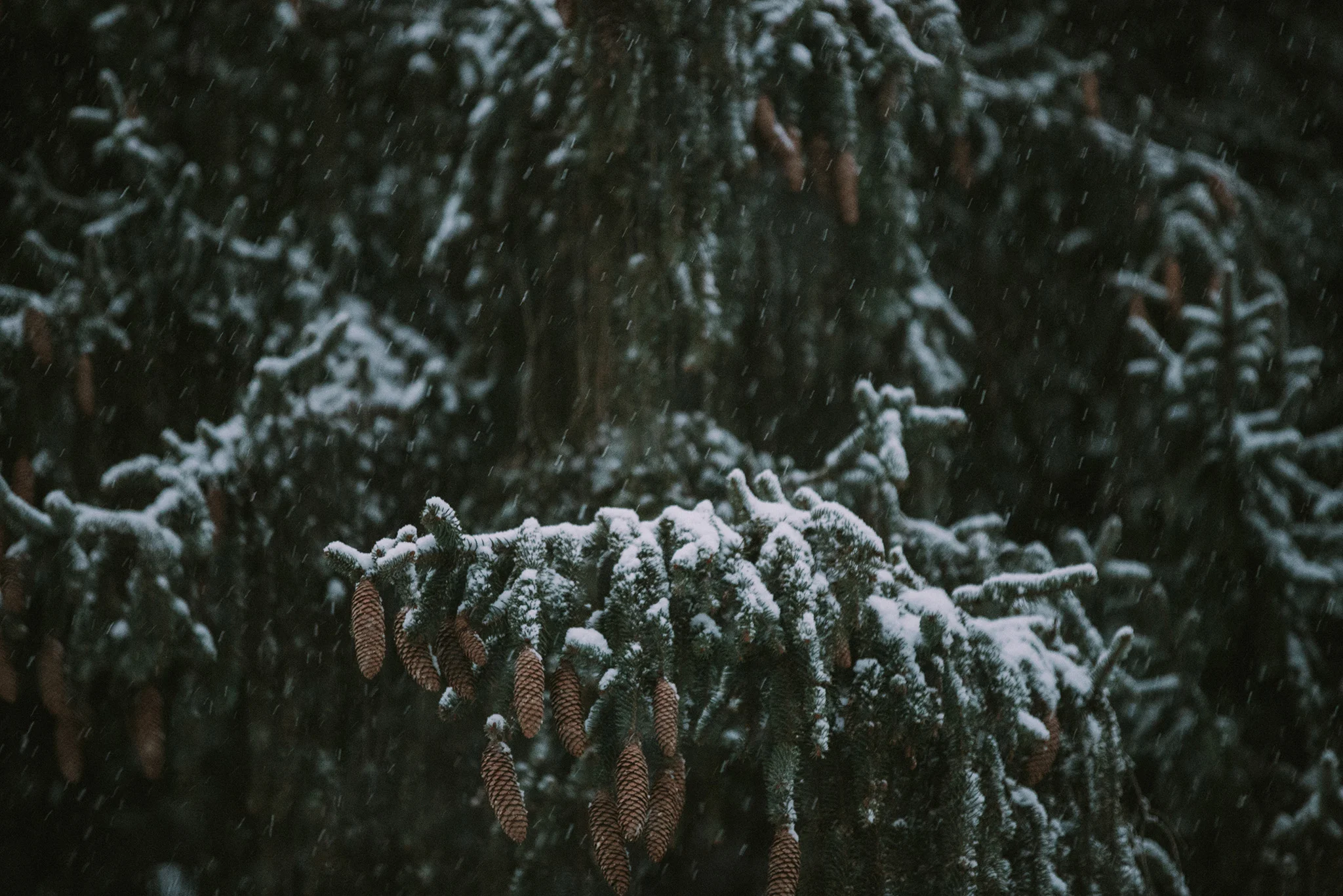 December 14: I missed the first snowfall because I was in Texas. Waking up to the second one several days later didn't disappoint.