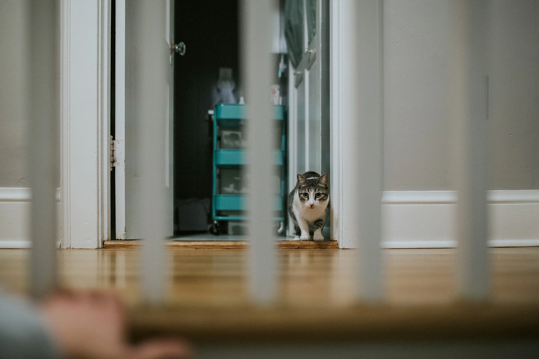 January 18: We drum our fingers by the banister when we walk down the stairs, and the cats go crazy.