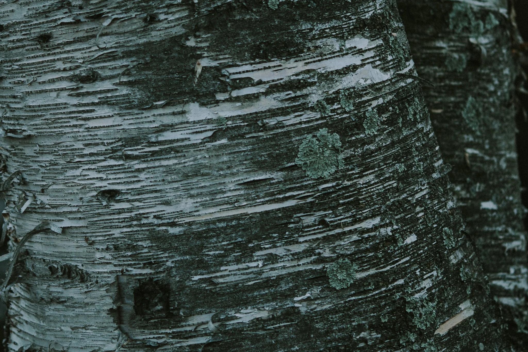 February 6: Aspen, I think. My favorite tree in winter's grey hues.