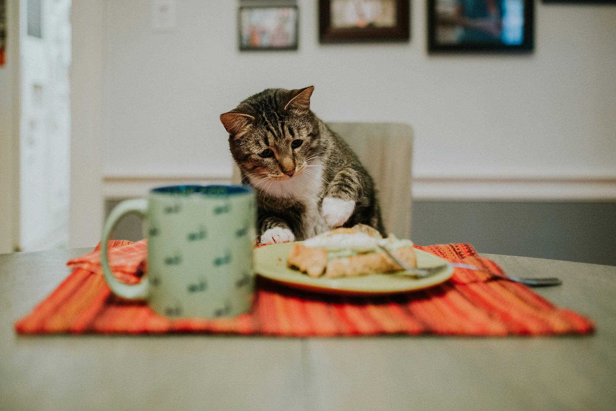 February 9: Morning. Albert hijacked my breakfast-as-self-care photo and tried to steal my egg.