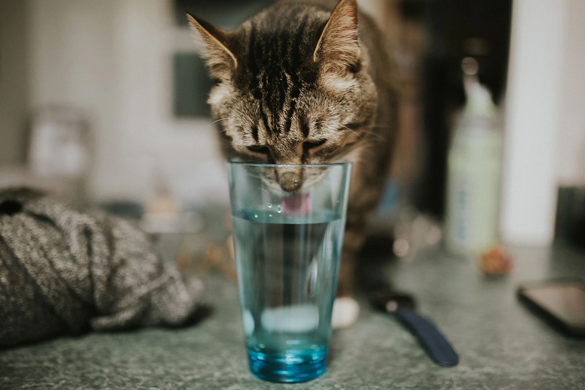 March 3: Albert doing Albert things.