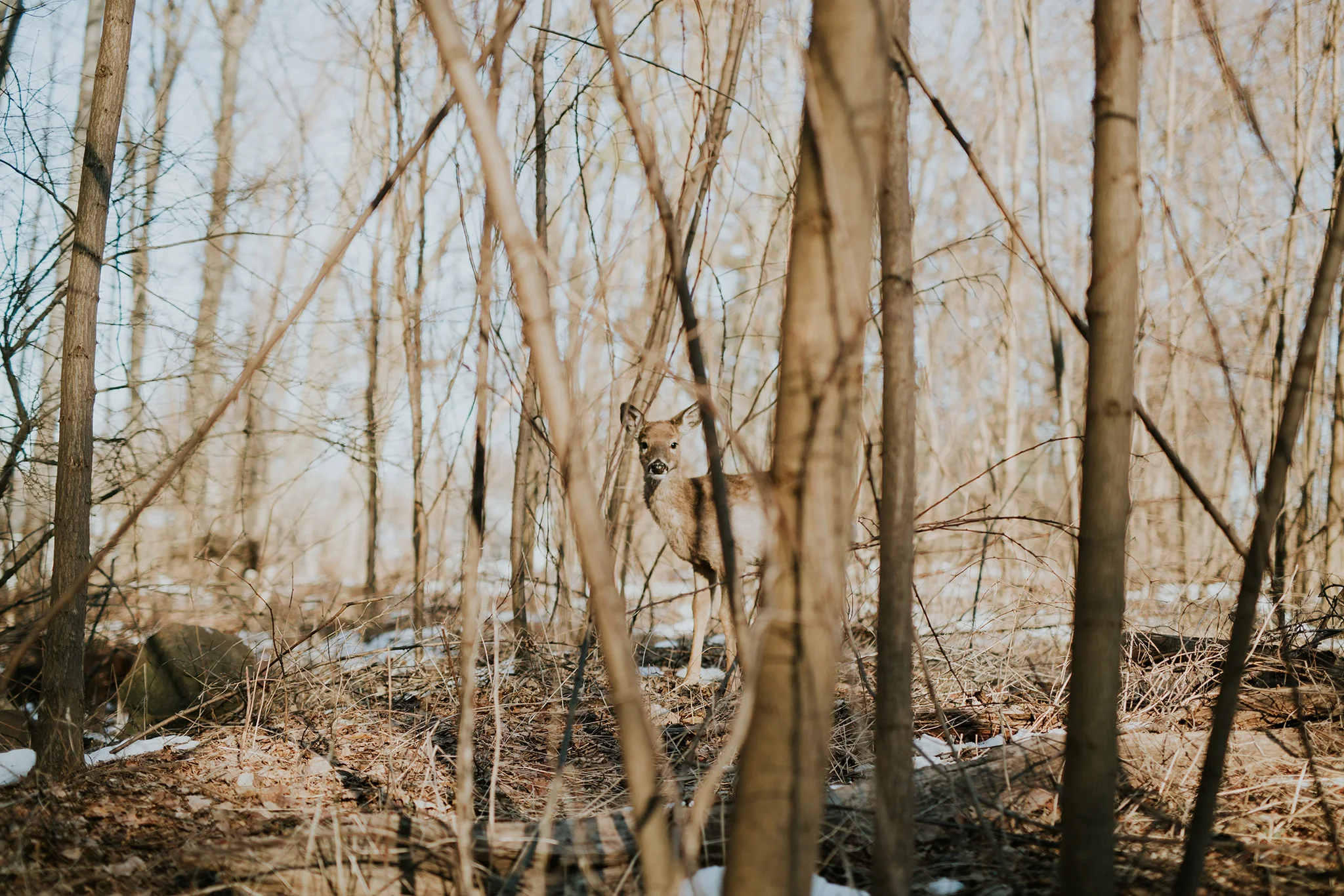 March 11: I spy, or spied, on an afternoon walk. She let me get much closer than I would have thought, and I had a hard time choosing a favorite photo.