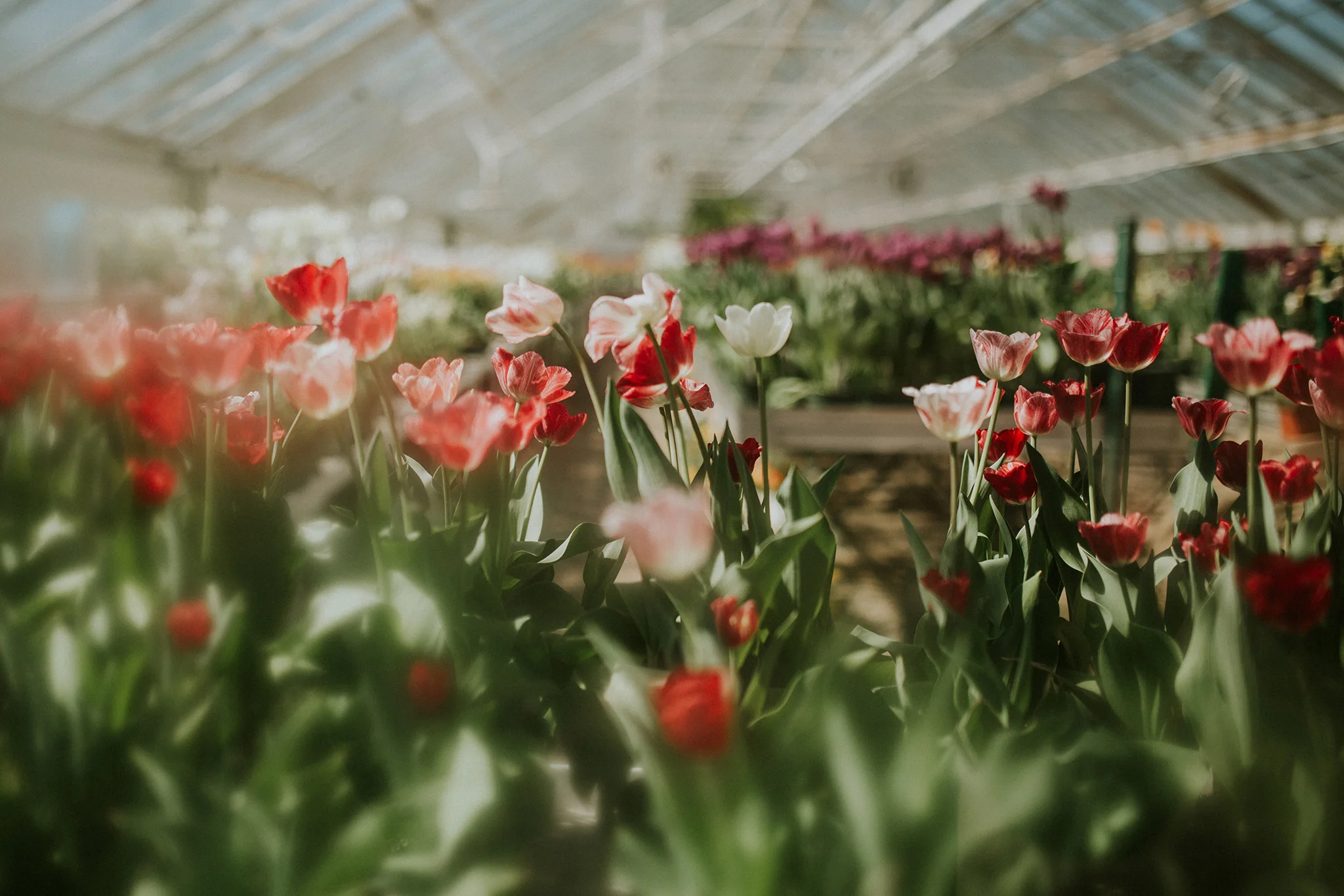 March 18: The greenhouse at Elizabeth Park hinted that spring would, in fact, arrive... at some point.