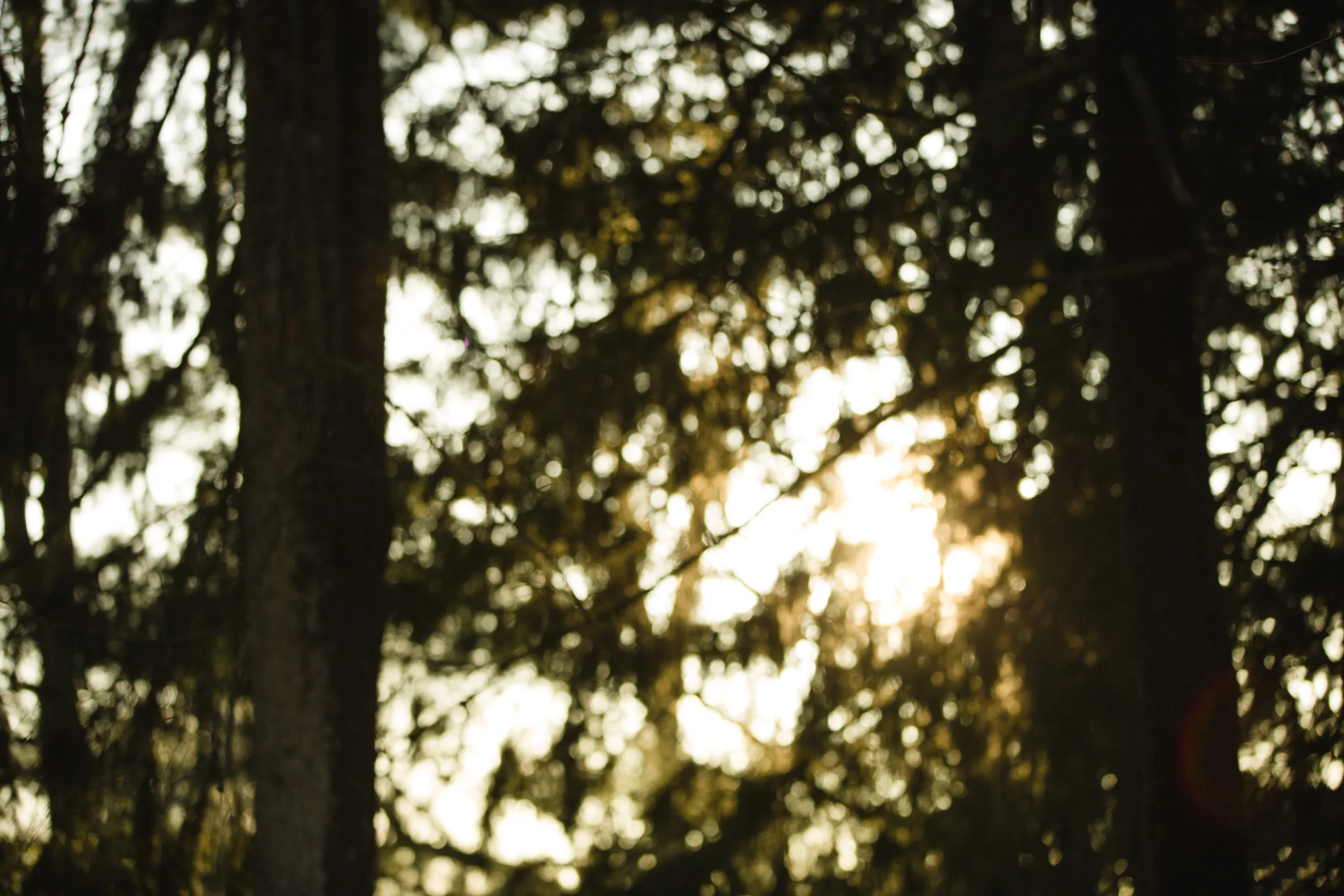 April 4: View from the deck, unfocused for an unfocused day.