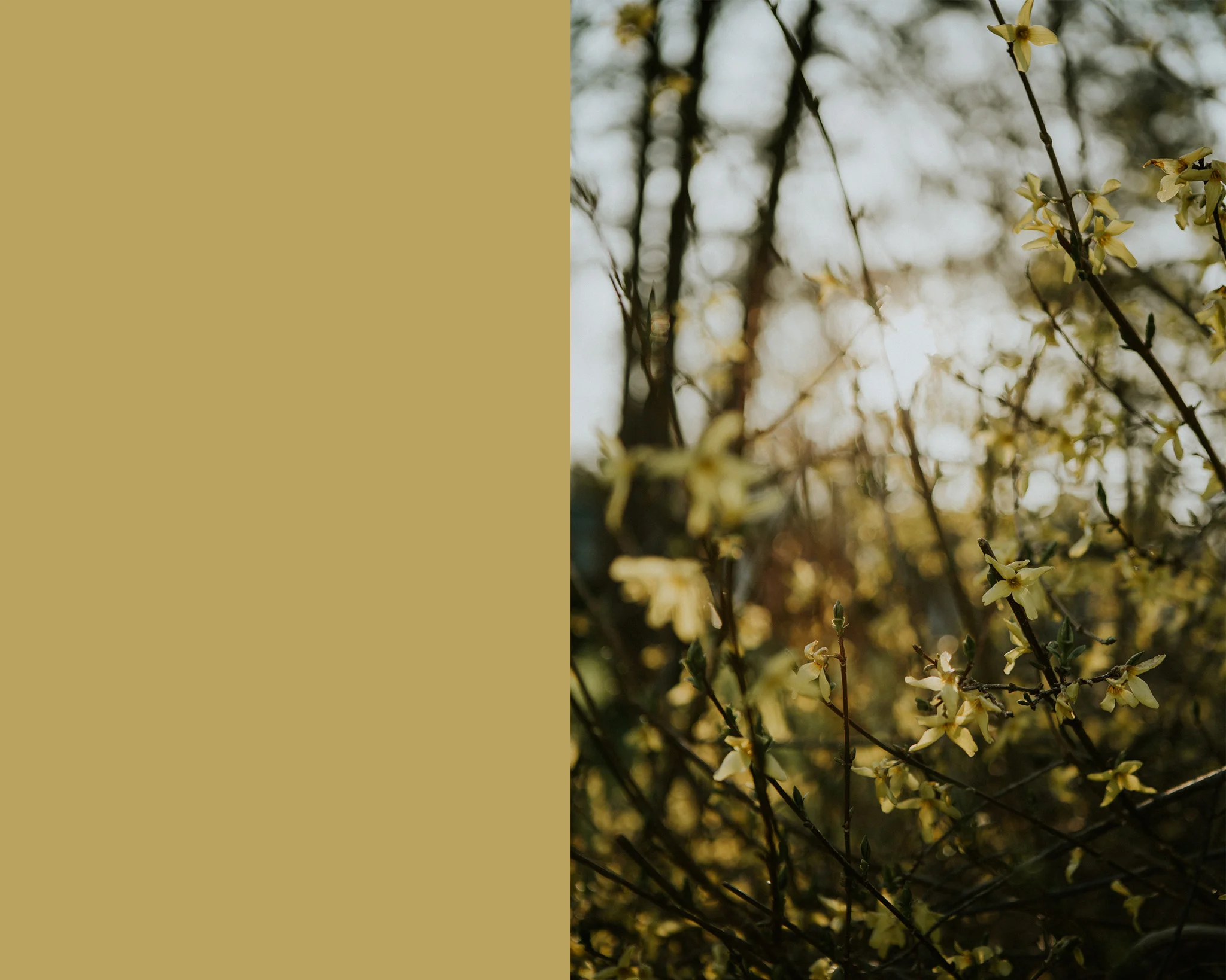 April 23: I kept anticipating the return of the yellow flowers as spring arrived, and then one day, there they were.