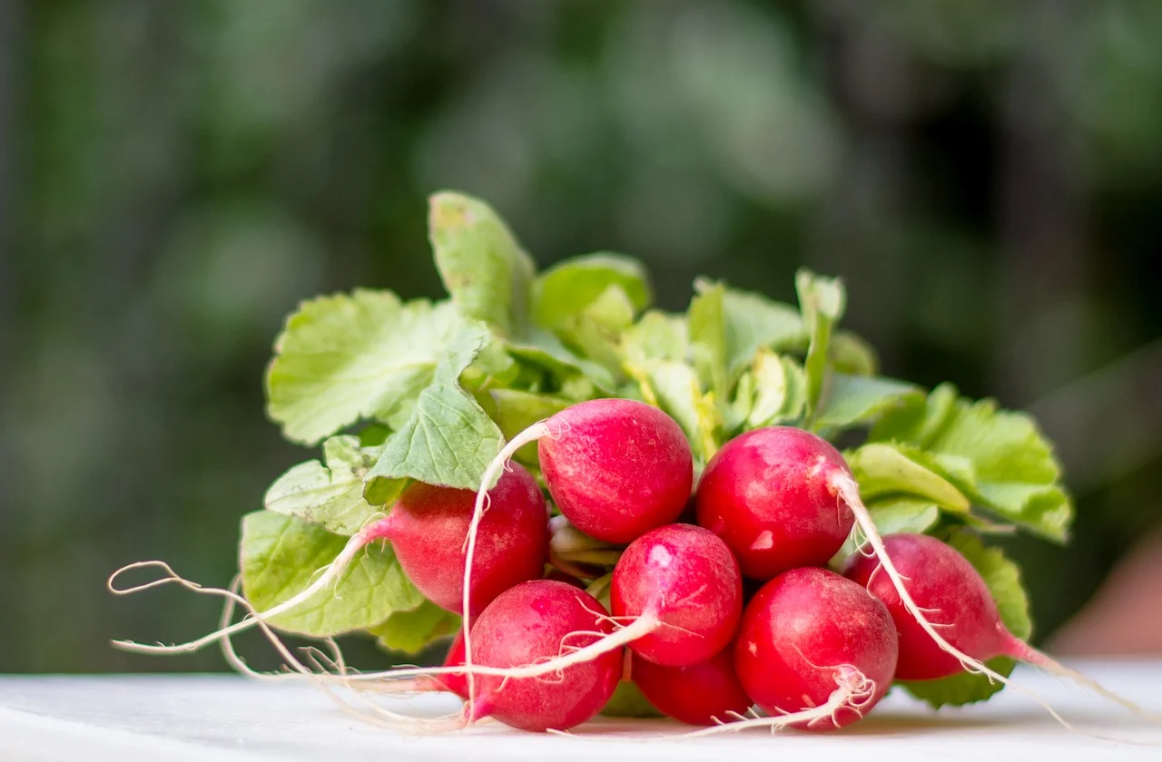 radish-2069606_1280.jpg