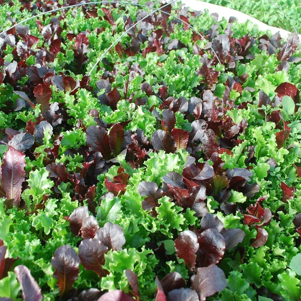 Lettuce Mix — Fresh Take Farm
