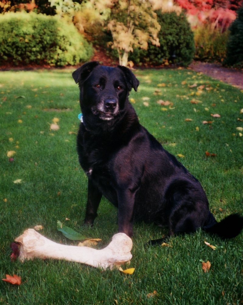 May's Big Bone.jpg