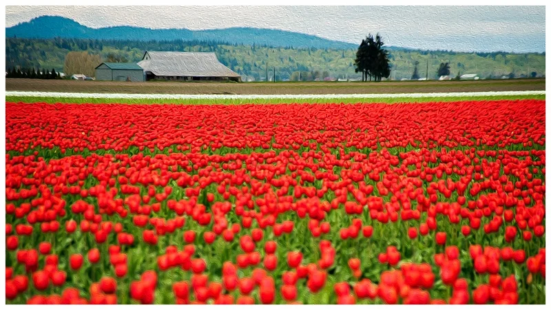 DSC_6256Tulips 800.jpg