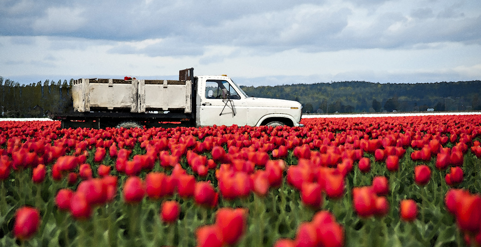 Tulip Truck.jpg