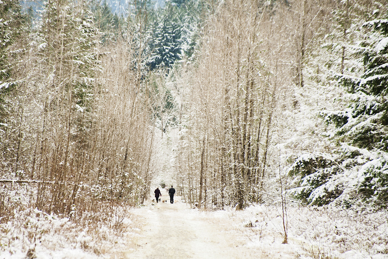 Winter's Walk.jpg