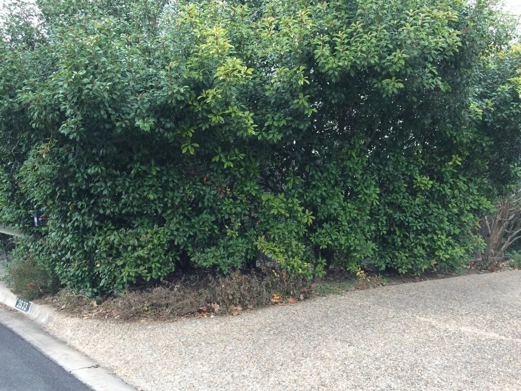 Above: Another BEFORE photo. This is the front yard facing the street.
