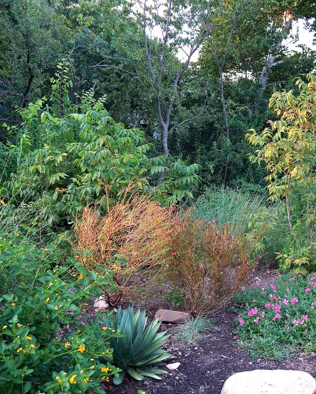 Above: An AFTER photo of that same area, after a TOTAL REFRESH, that included a bunch of lovely native plantings – and something to look at during every season.
