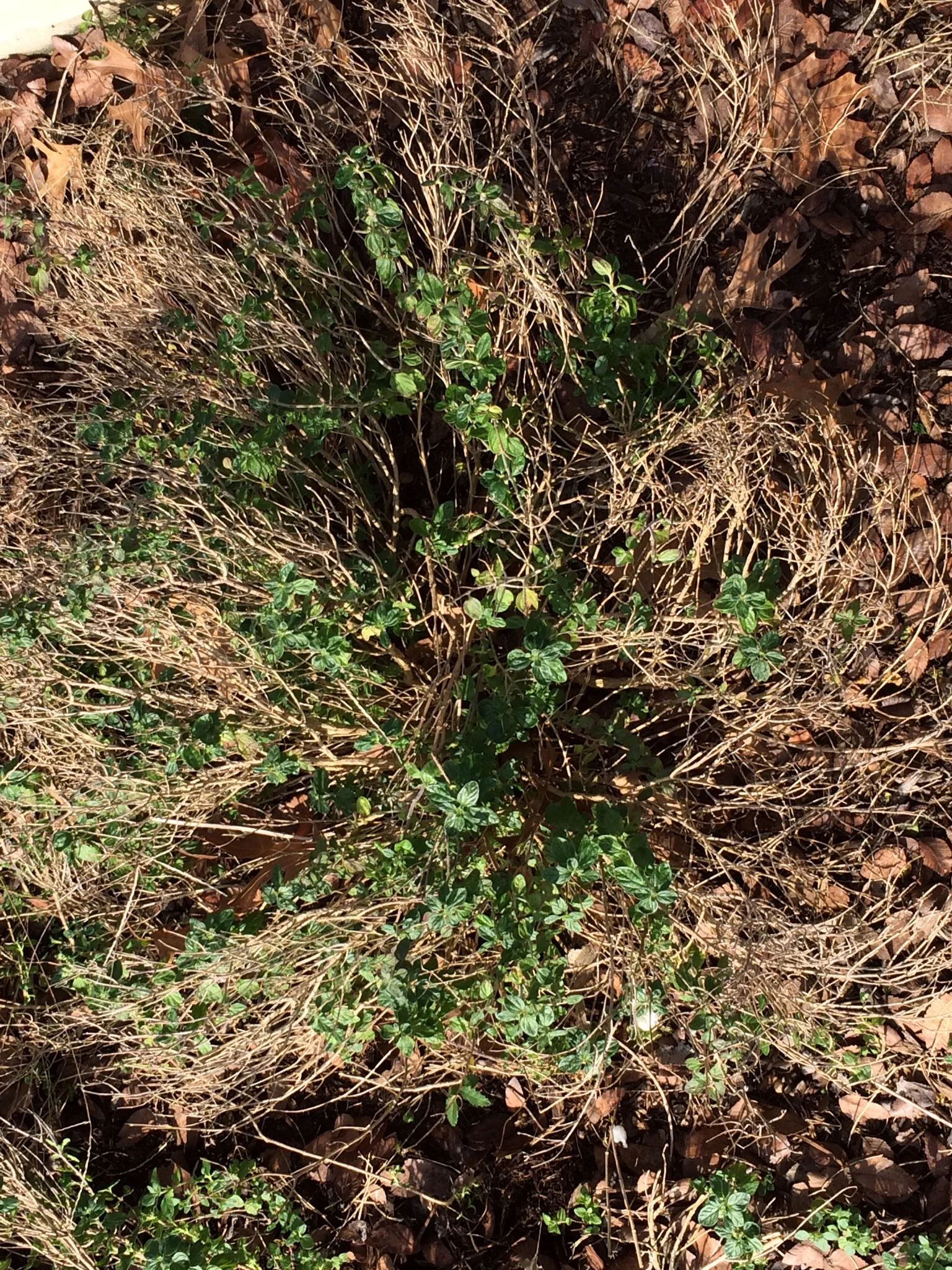 Pink skullcap was one of the plants that fell ill this year and last year, especially older, unkempt plants like the one in this photo. Symptoms of root rot include entire branches dying suddenly, and the dead branches pull off the plant very easily. 