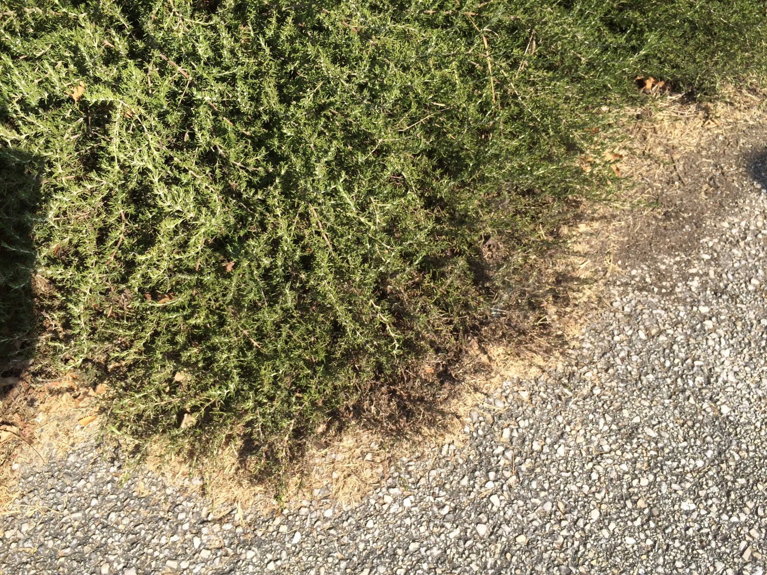 "Before" photo of a trailing rosemary growing along the street. We pruned it to remove some dead branches and to control its size because it was growing too far out into the street. See how the dead leaves are hanging out over the pavement? 