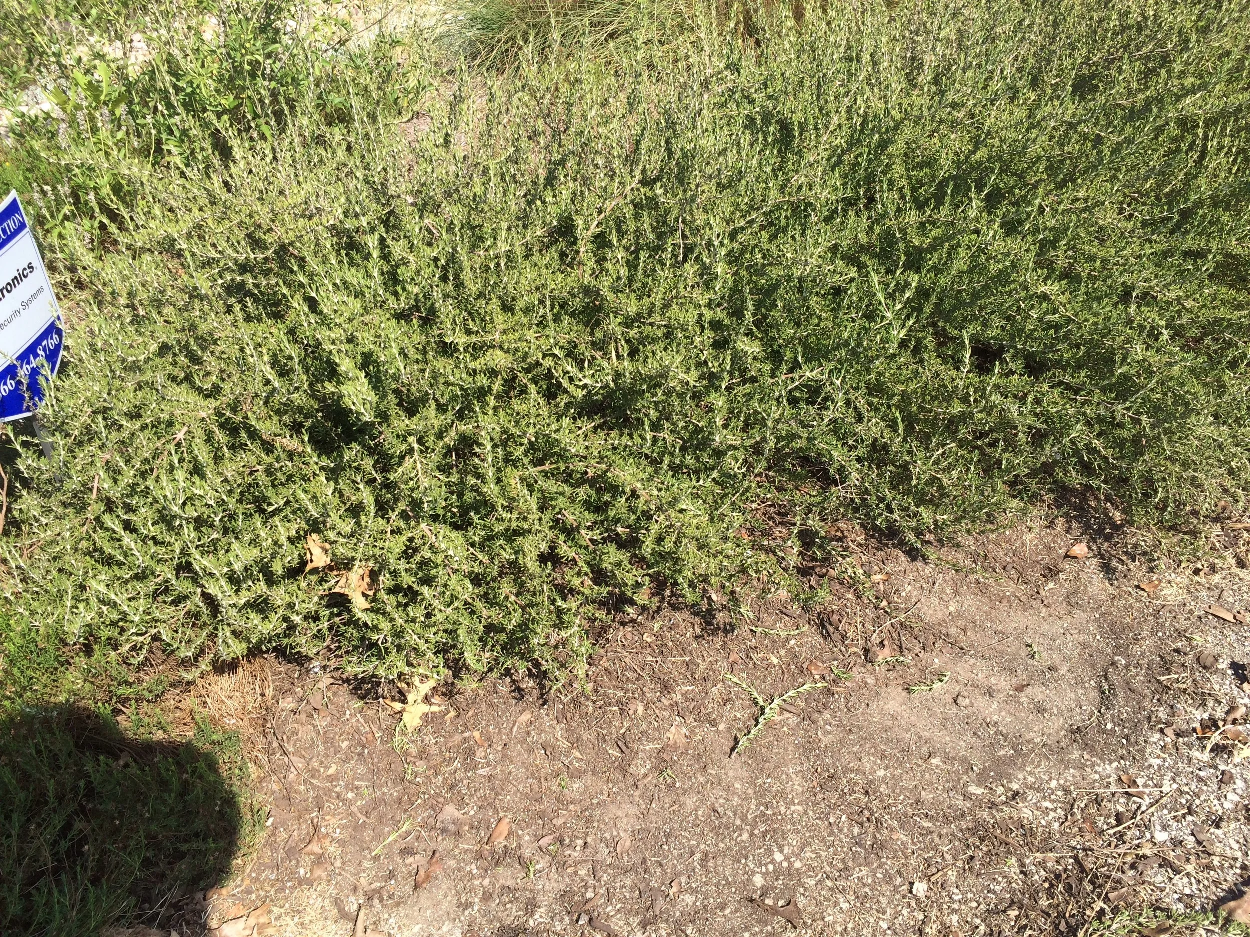 Here is the "after" photo. See how all of the dead stuff was removed? The edge of the plant is now back in the mulch flower bed instead of growing over the pavement. It looks like it wasn't pruned at all- this method makes the plant look more natural than conventional pruning methods. 