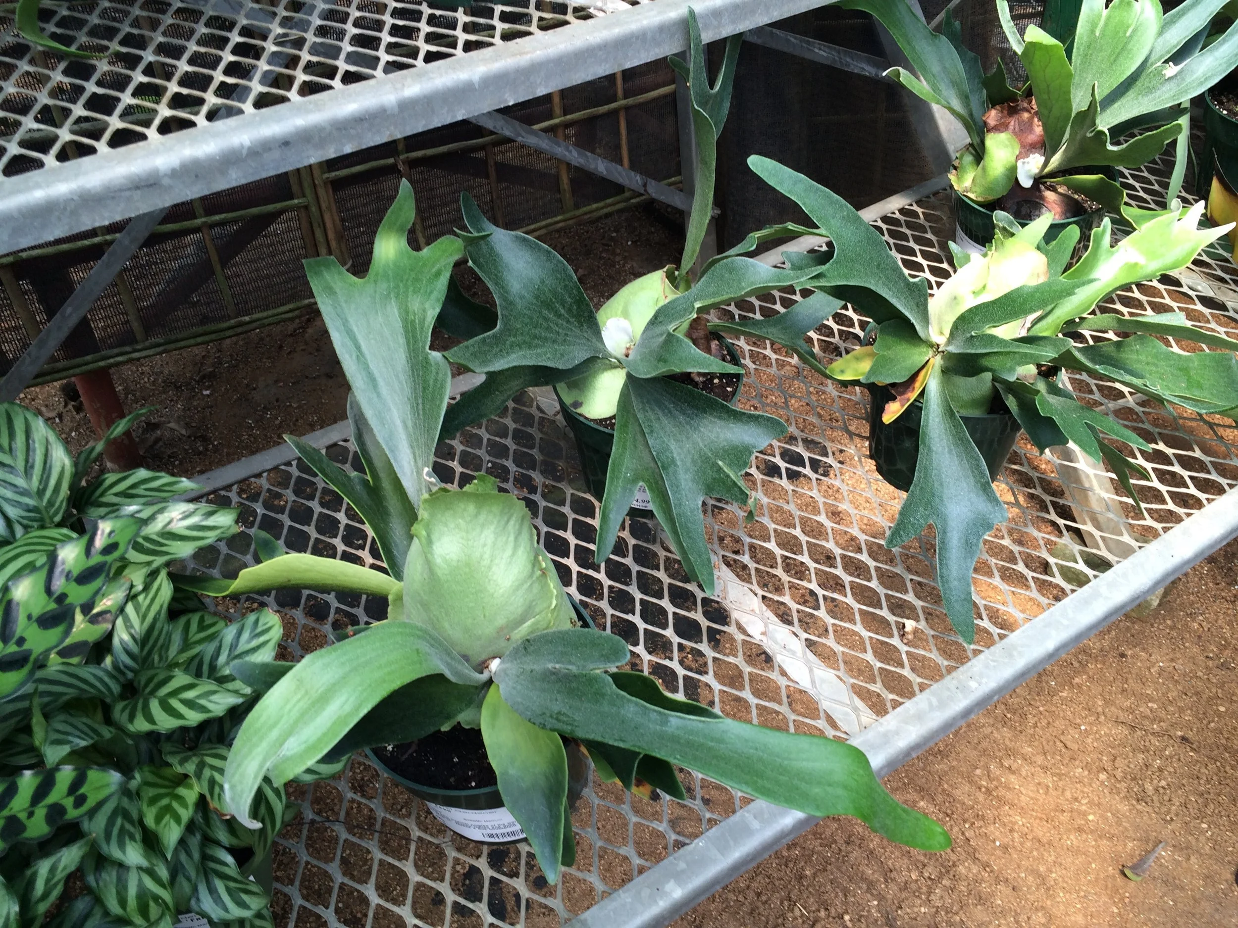 Little staghorn ferns looking for a home
