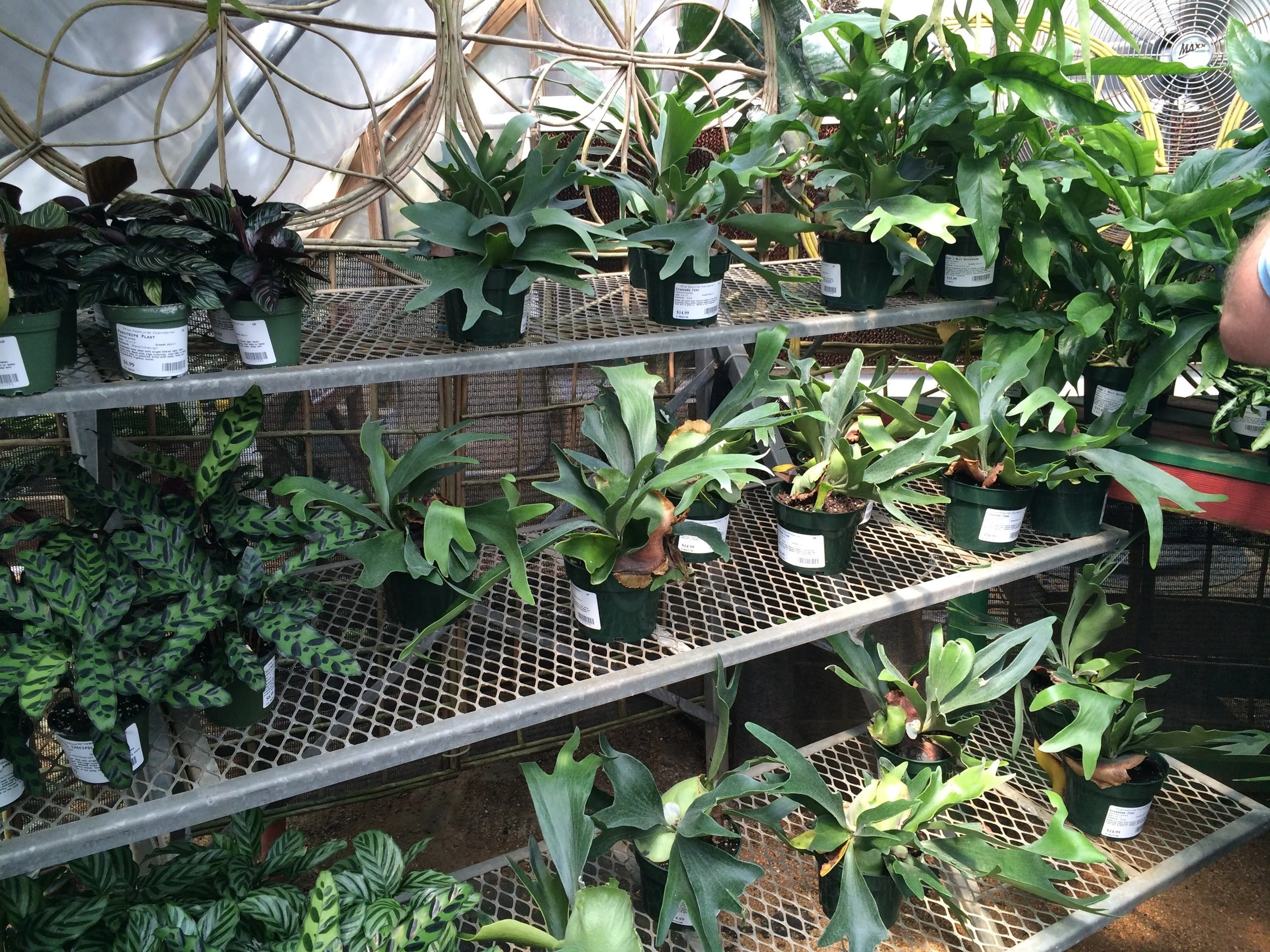 More staghorn ferns