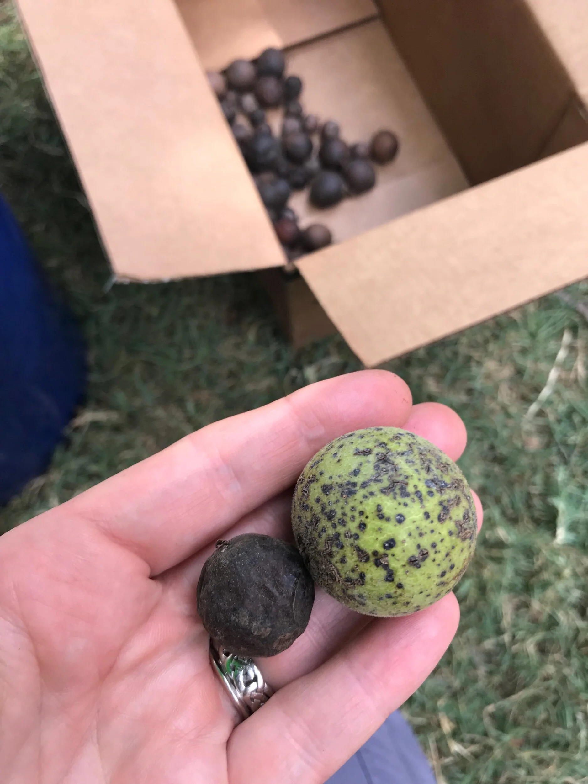 Arizona Walnut next to a Little Walnut. The little walnut is about the size of a hazelnut.