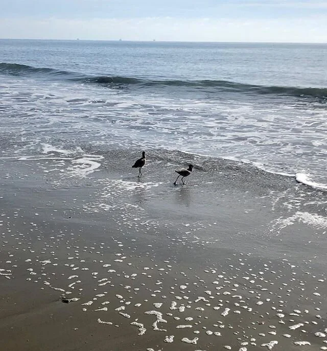 Sandpipers on Butterfly Beach #fourseasonssantabarbara