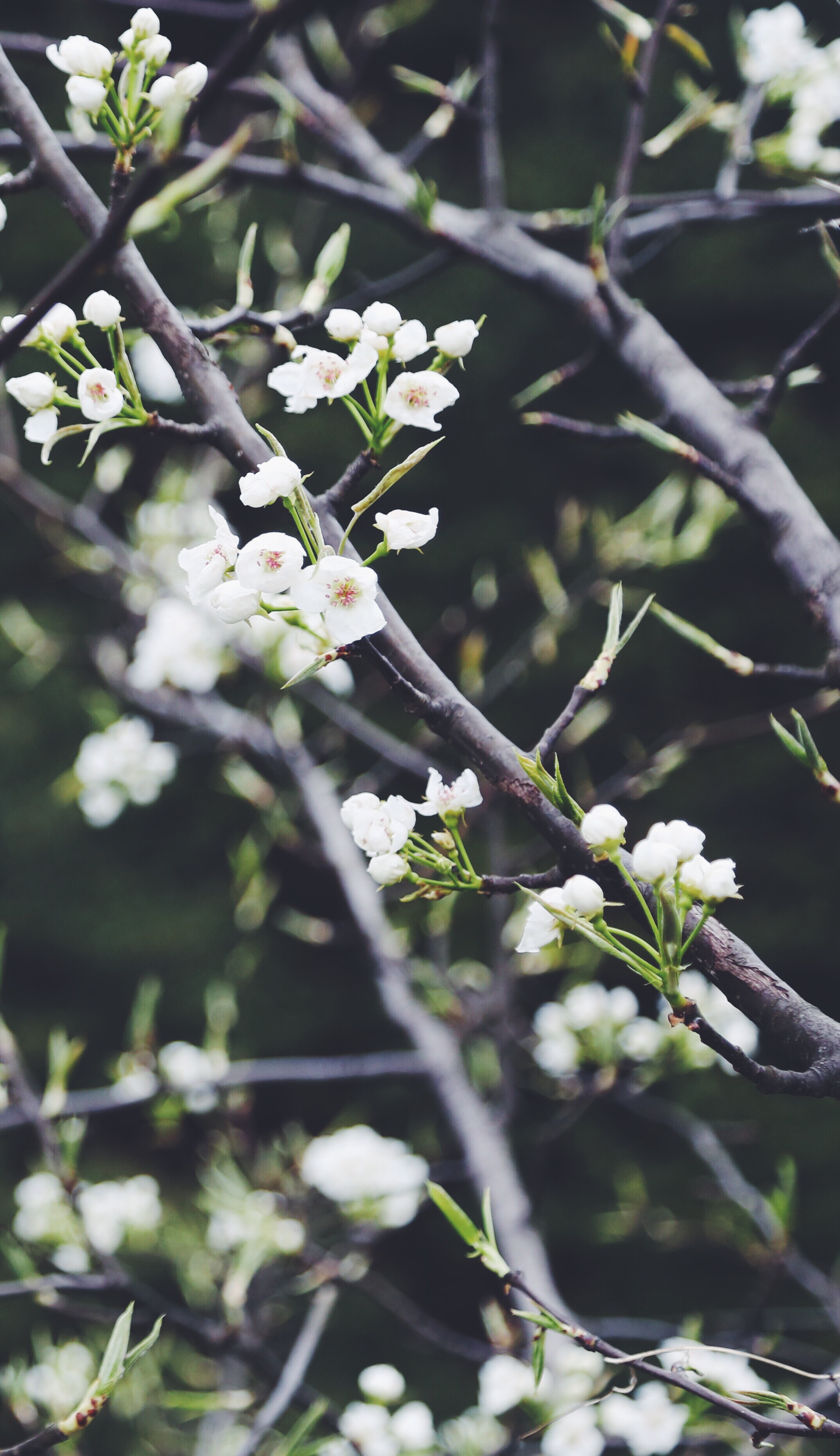 macro white flowers.jpg