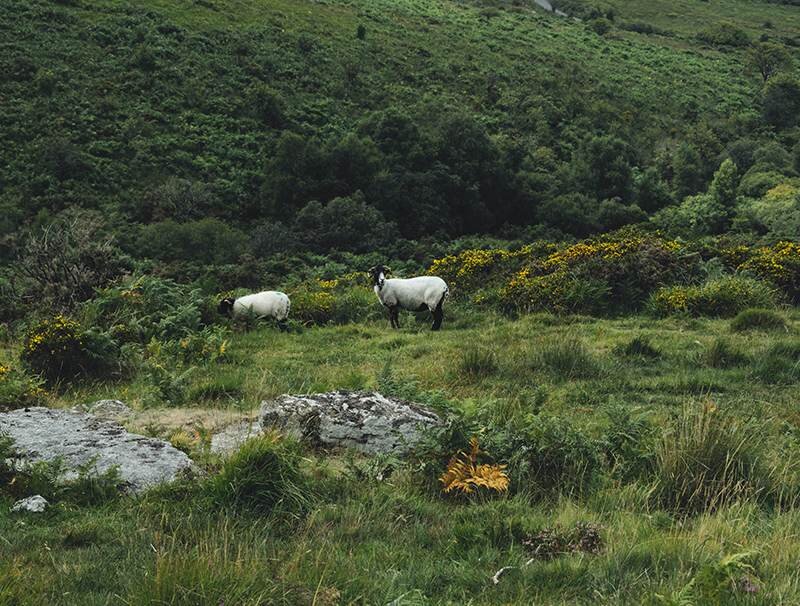 Overgrown is Good: Rewilding as a Conservation Strategy