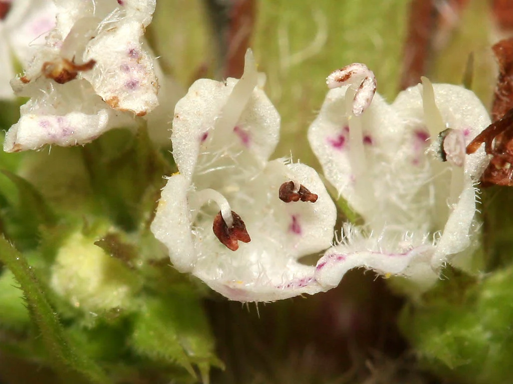 Lycopus europaeus-wolfspoot-04.jpg