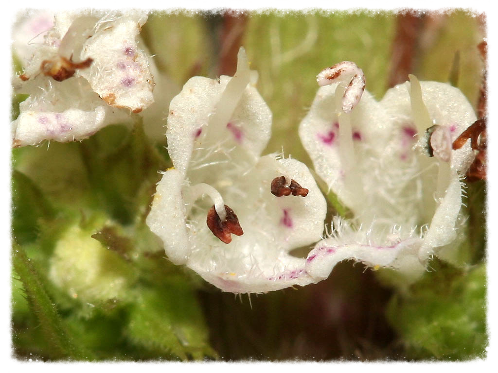 One can imagine the simple harmonics of the bugle(weed) call signalling your attention to read. Enjoy!
