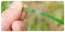  Black legged tick on grass blade.