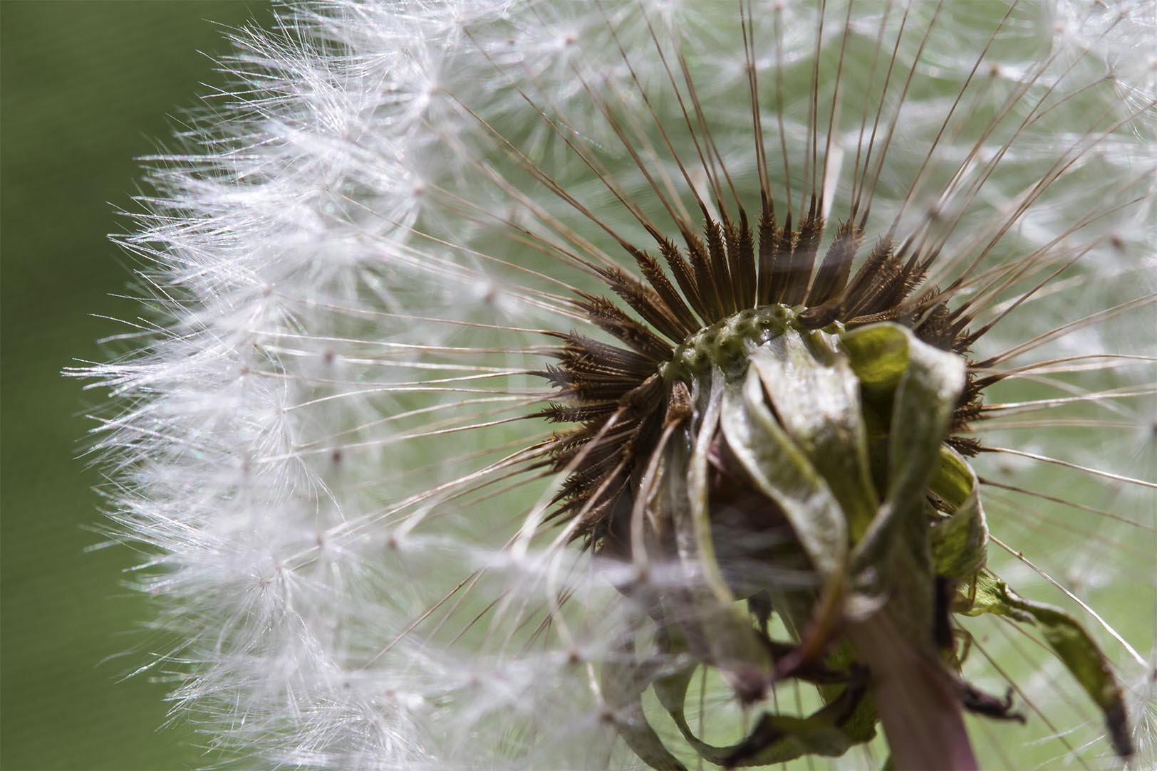 Just as the seed head of the dandelion can respond to the music of the wind, so too can our bodies respond to the symphony of herbs.