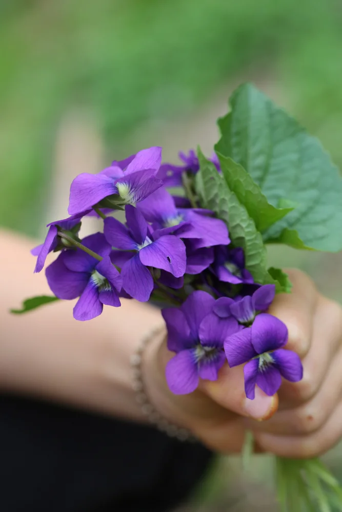 Grasped in a tiny hand; a memorable herb of childhood ~ Viola odorata.